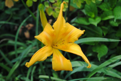 DSC_0238.JPG