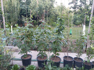 Topfhimbeeren.jpg
