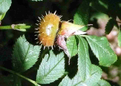 75-Rosa-roxburghii-Hagebutte.jpg