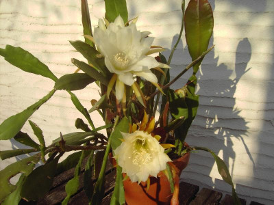 PICT3043.JPG