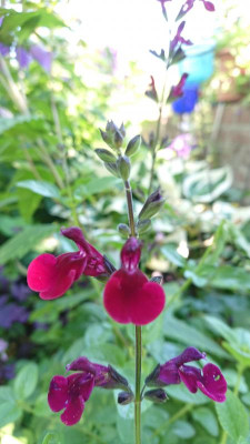 Savia Dark Red Dream.JPG