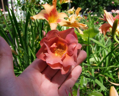 edith-holden-rose.JPG