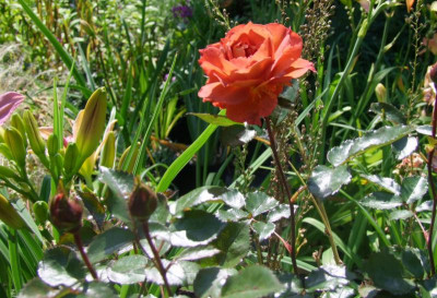 iris-webb-rose.JPG