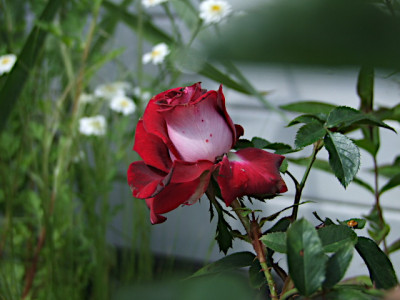 DSCF3967.JPG