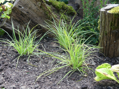 2020-07-13 Carex.jpg