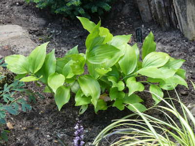 2020-07-13 Polygonatum.jpg