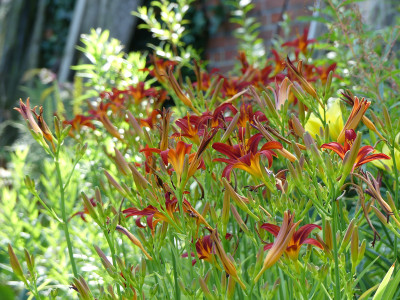2020-07-13 Hemerocallis 'Crimson Pirate' 2.jpg