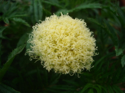 Sonderbare_Tagetes_2.jpg