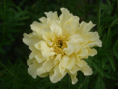 Tagetes_Vanilla_F1.jpg