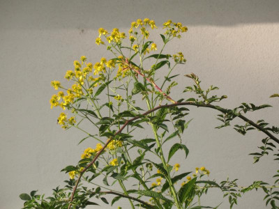 IMG_2852a.jpg_Verbesina_alternifolia.jpg