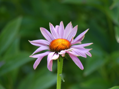 2020-07-13 Echinacea purpurea 1.jpg