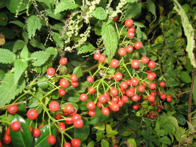 IMG_2868b.jpg_Rosa_multiflora.jpg