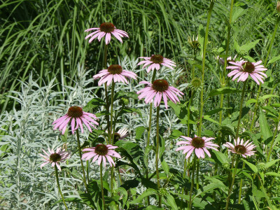 2020-07-13 Echinacea purpurea 2.jpg