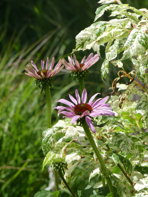 2020-07-13 Echinacea purpurea 3.jpg