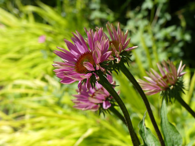 2020-07-13 Echinacea purpurea 4.jpg
