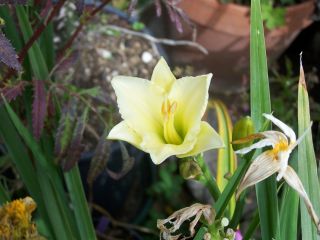 100_0667_HEMEROCALLIS_frisch_50_WW.jpg
