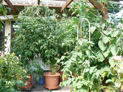 200713_Urwald auf der Terrasse.jpg
