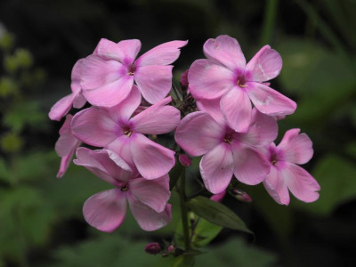 Dymchatyi Ètyûd 2019-07-14.jpg