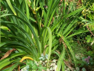 100_0669_HEMEROCALLIS_non-id._Pflanze2_50_WW.jpg