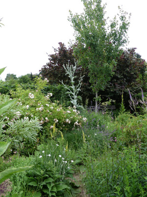 2020-06-30 Eselsdistel.jpg