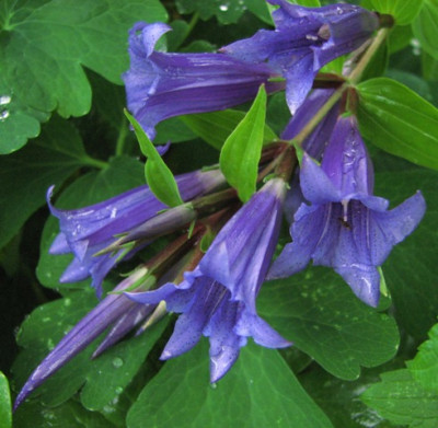 2866_Gentiana_asclepiadea.JPG