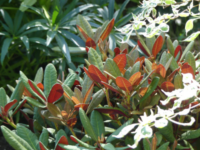 2020-07-13 Rhododendron 'Wine and Roses'.jpg