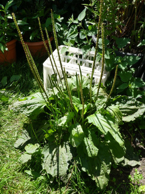 2020-07-14 Plantago major.jpg