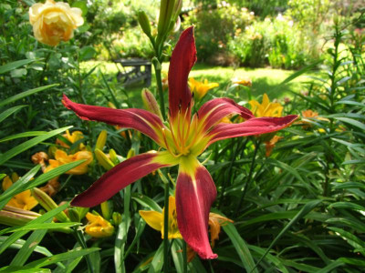 2020_041414Juli0057.JPG