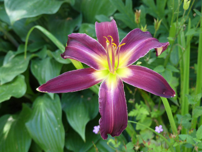 2020-07-14 Hemerocallis Sämling Hohls 1.jpg