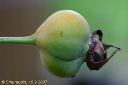 Pauls-Lemon-Pillar-2007-09-10_9018.jpg