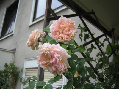 IMG_2459_Medium.JPG
