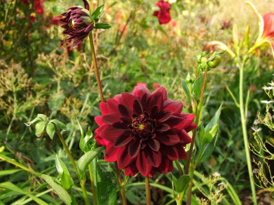 2020_041414Juli0105.JPG