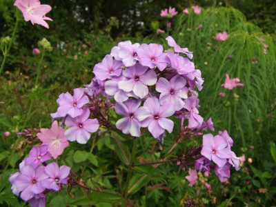2020_041414Juli0117.JPG