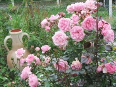 Home_and_Garden_ganz.jpg