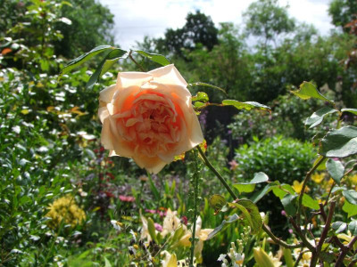 2020_041414Juli0018.JPG