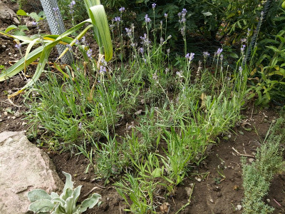 Lavendel rechts pinziert.jpg