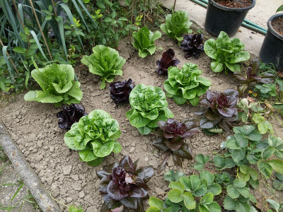 Salat Miniromana.jpg