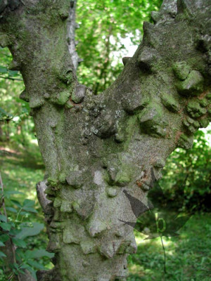 zanthoxylum_simulans_stamm.jpg