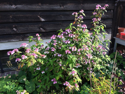 2020-07-14 Hydr. serrata 'O Amacha' 2.jpg