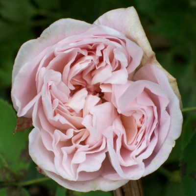 Cymbeline_56.jpg