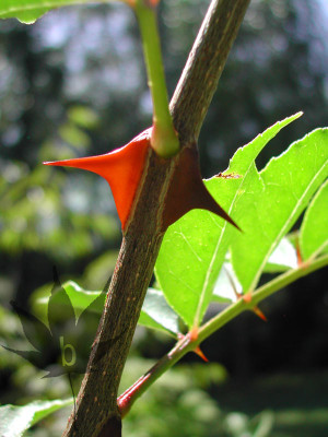 zanthoxylum_simulans_01.jpg