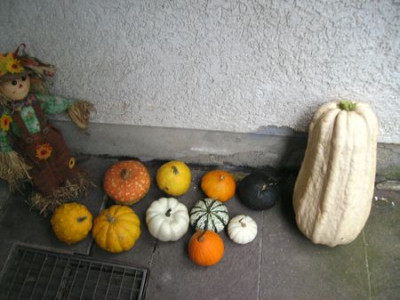 Zierkurbisse.jpg
