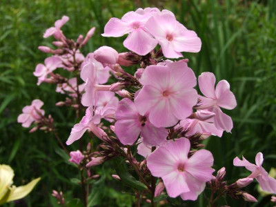 2020_041414Juli0006.JPG