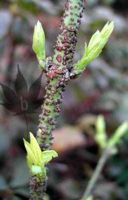euonymus_verrucosus_01.jpg