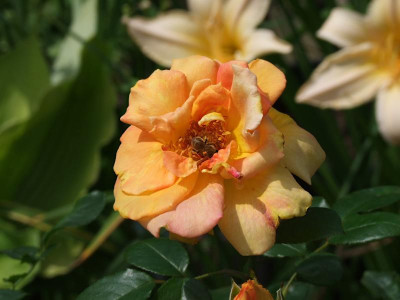 DSCF0832.JPG