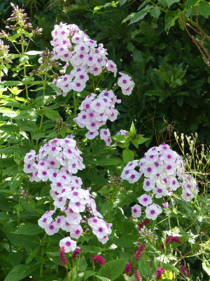 2020-07-13 Phlox 'Euphorion' 3.jpg