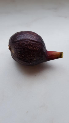 RdB Breba.jpg