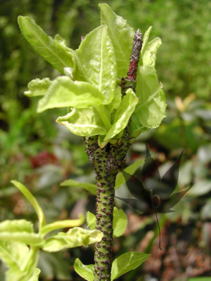 euonymus_verrucosus_03.jpg