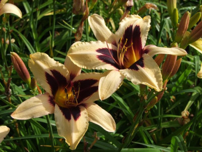 2020_0416MitteJuliHems0051.JPG