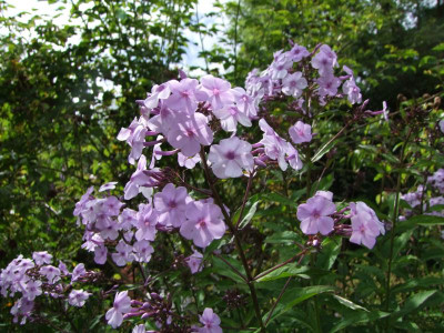 2020_0416MitteJuliHems0192.JPG